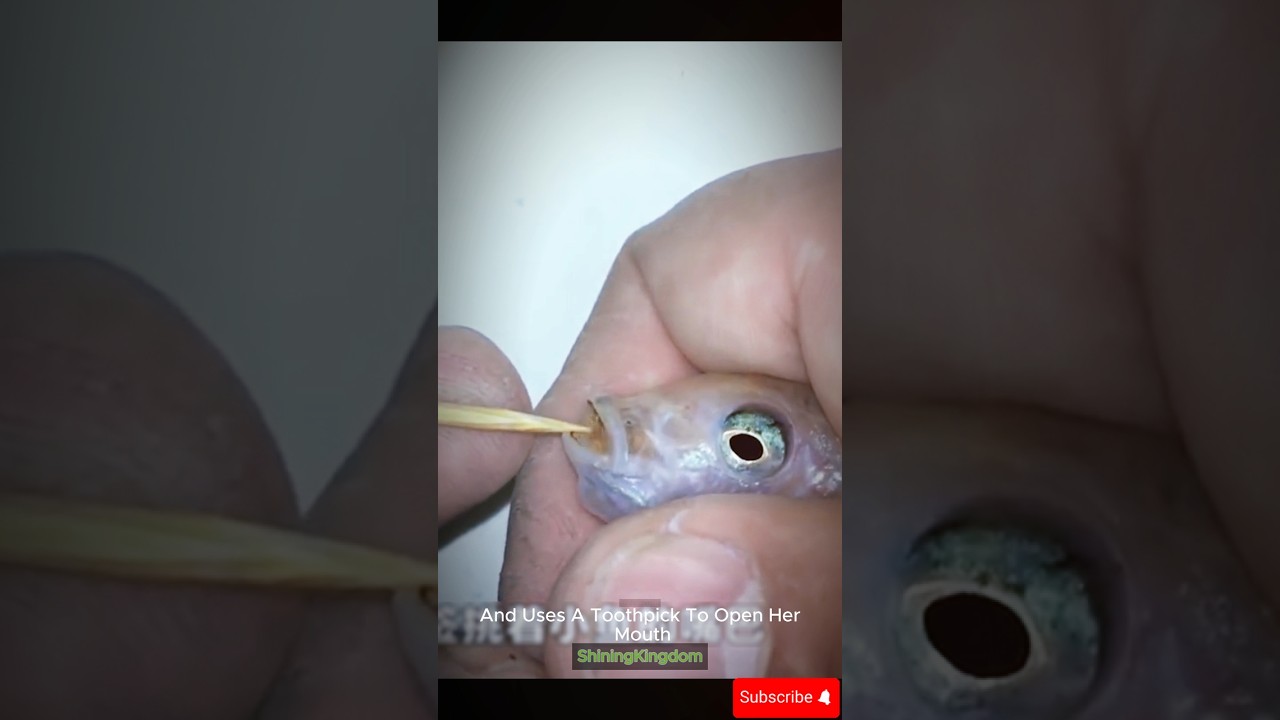 Tiny Fish Hatch from Mother’s Mouth 