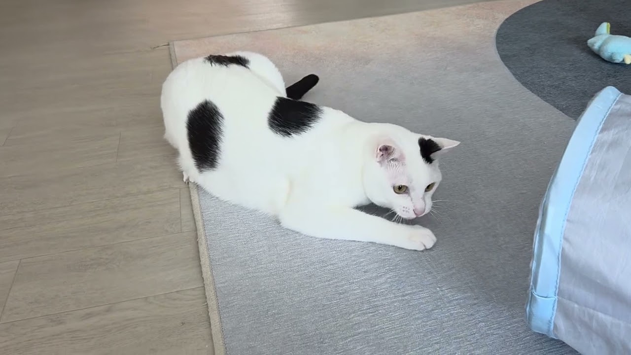 강아지풀로 생수 놀아주기