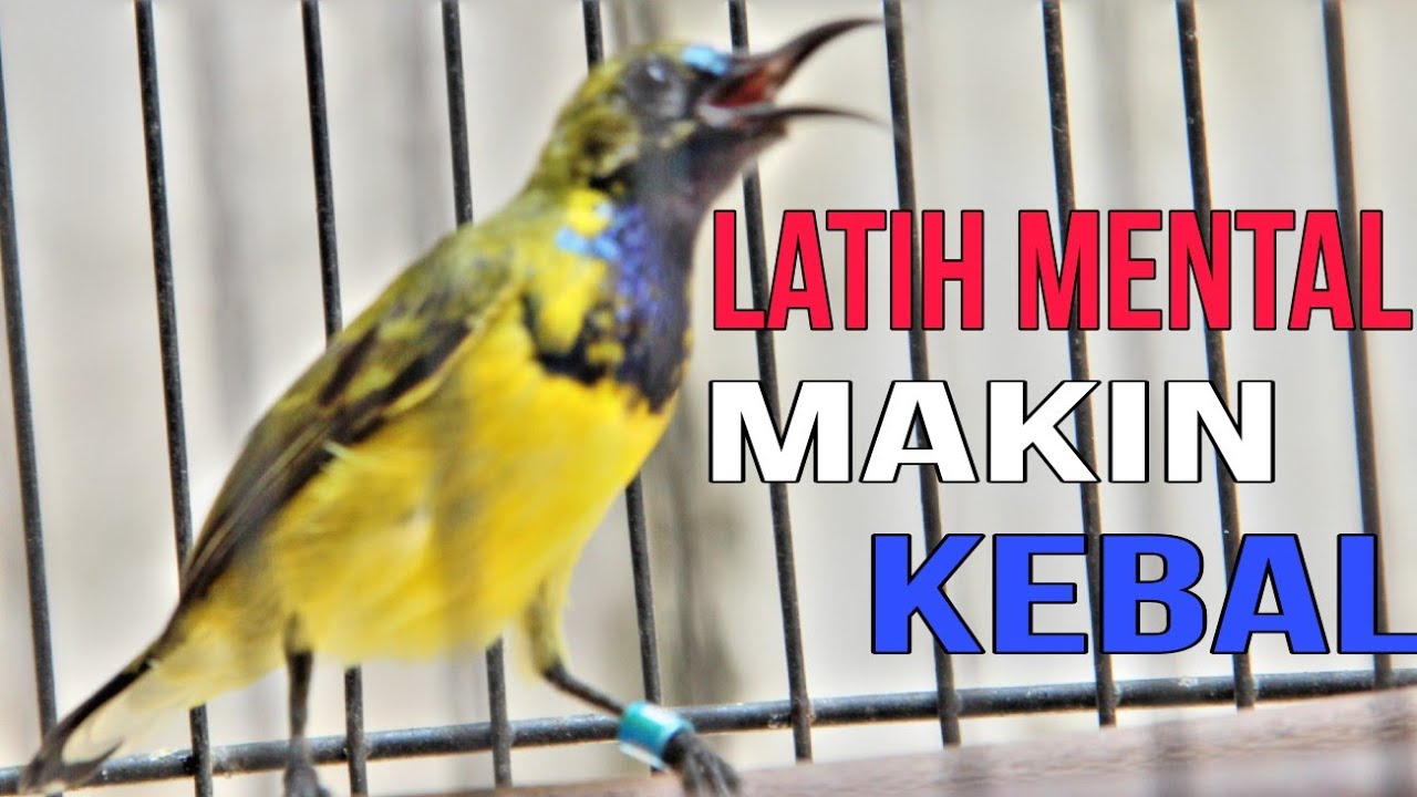 SOGON GACOR MEMANGGIL LAWAN!! efektif untuk pancingan bunyi SOGON BAHAN