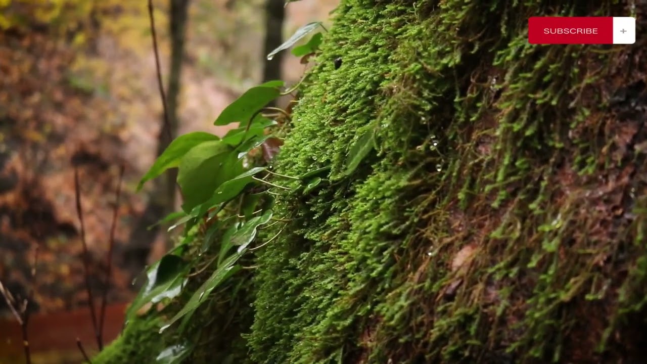 Yardimli district  4K HD  (Yardımlı rayonu)