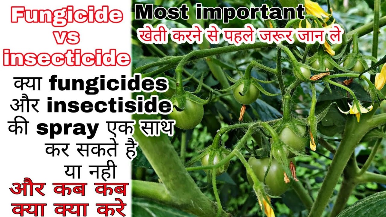 Fungicide vs insecticide | kya fungicide or insecticide ek sath spray kr skte h | farming | kheti