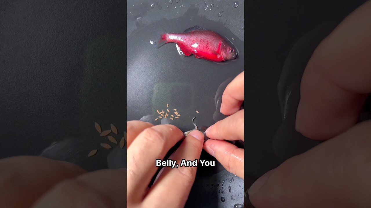 Inducing reproduction in hybrid fish.