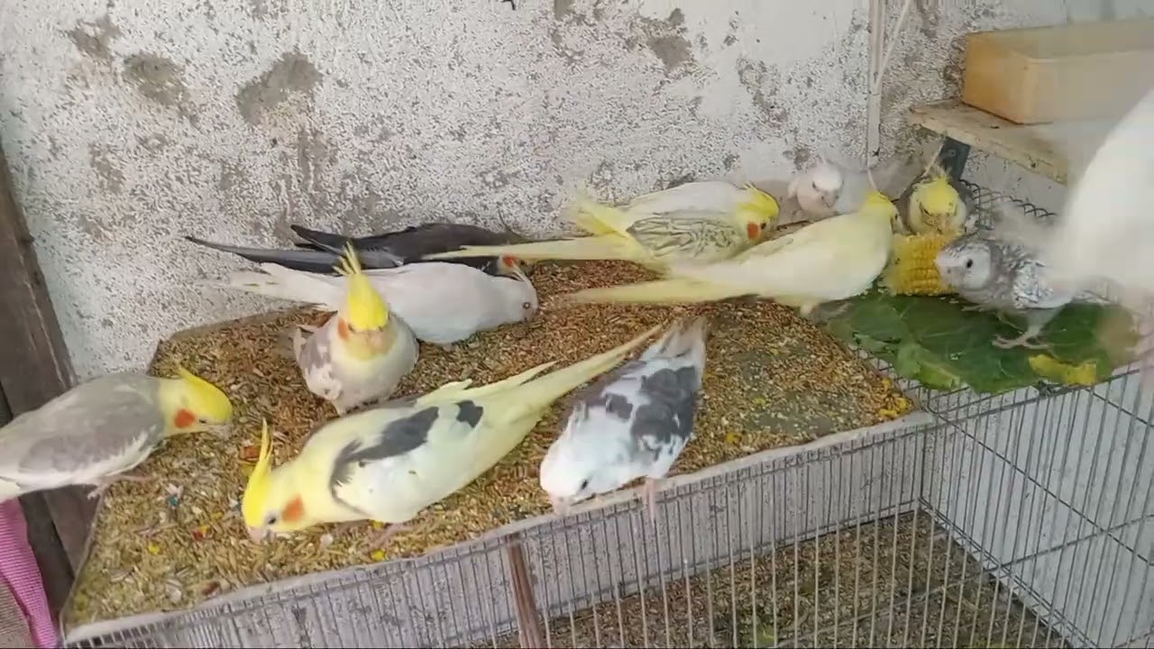cuidando das minhas calopisitas