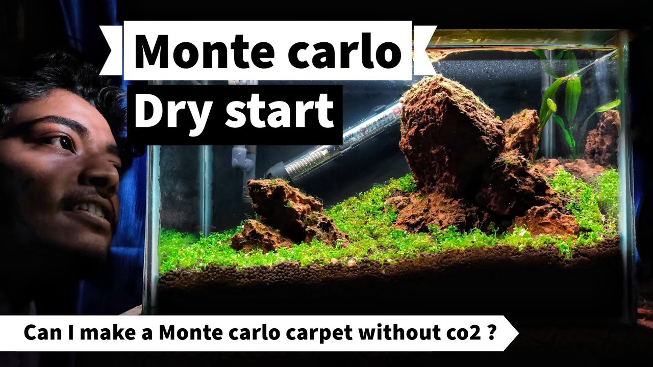 MONTE CARLO DRY START Day 1 to Present Time ( Plantation In my Iwagumi Aquascape )