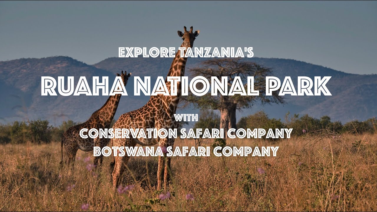 Explore Ruaha National Park with Conservation Safari Company