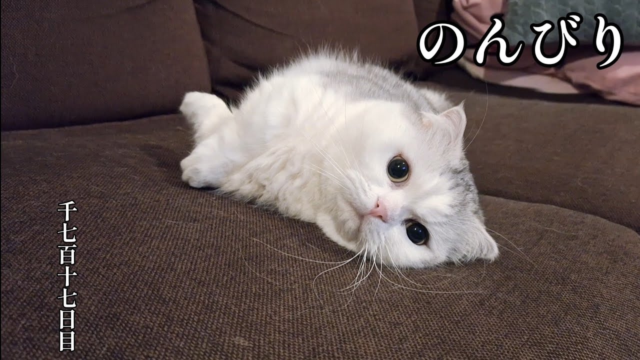 のんびり　こねこ成長日記　千七百十七日目
