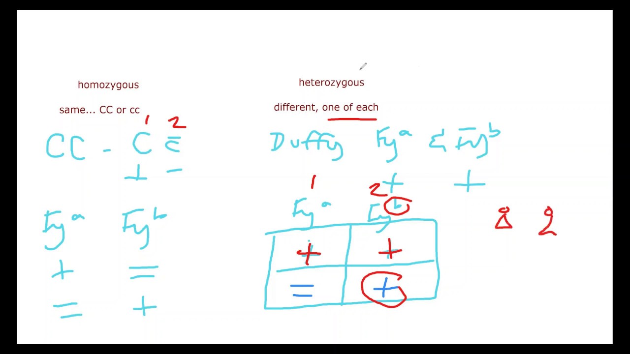 Homozygous and Heterozygous Explanation