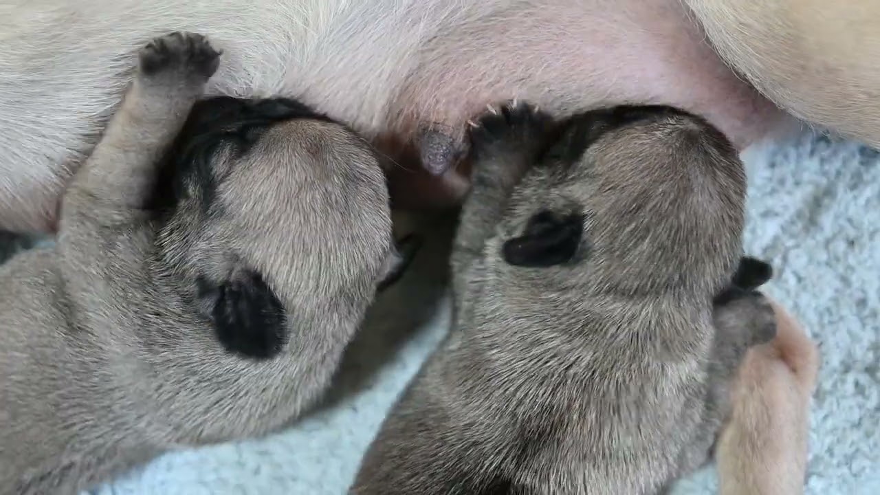 パグ　あまりお腹が空いていません　広島県広島市　ブリーダー