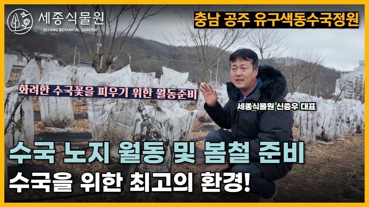 수국월동은 어떻게 할까? 화려한 수국꽃 축제를 위한 구근 월동준비! 충남 유구색동수국정원을 다녀왔어요 /세종식물원