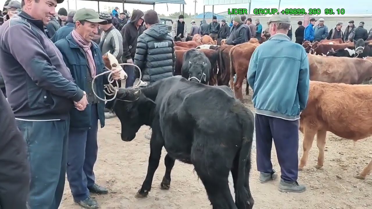 1 ОКТЯБР 2025 ЖЫЛ КАРАОЗЕК МАЛ БАЗАР БАХАЛАРЫ