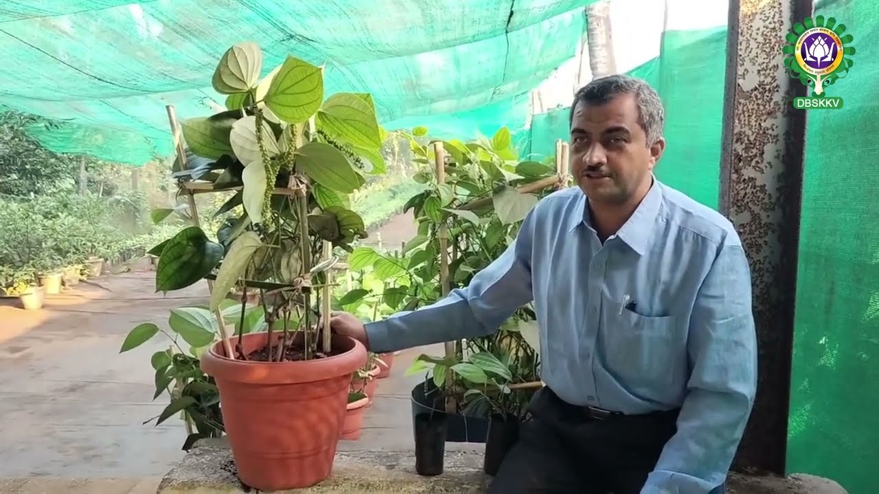 काळीमिरी ची कुंडीमधील लागवड (Planting Bush pepper in pots) । Dr. BSKKV, Dapoli