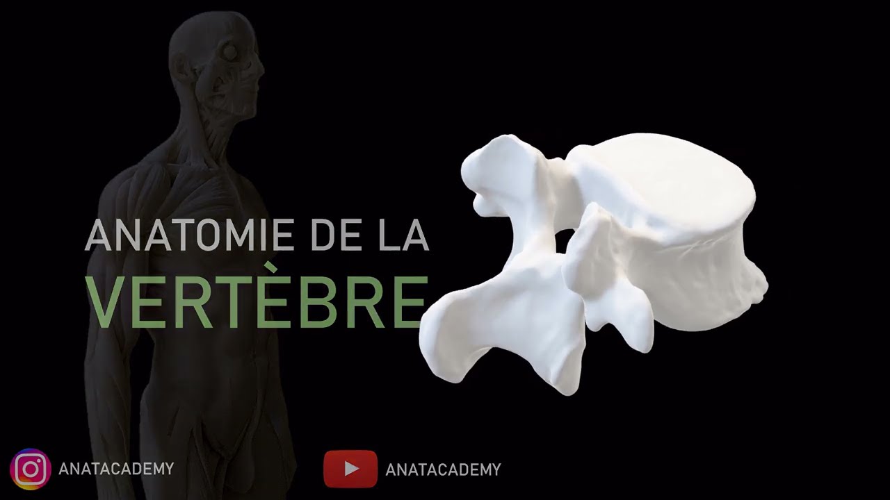 Anatomie de la vertèbre