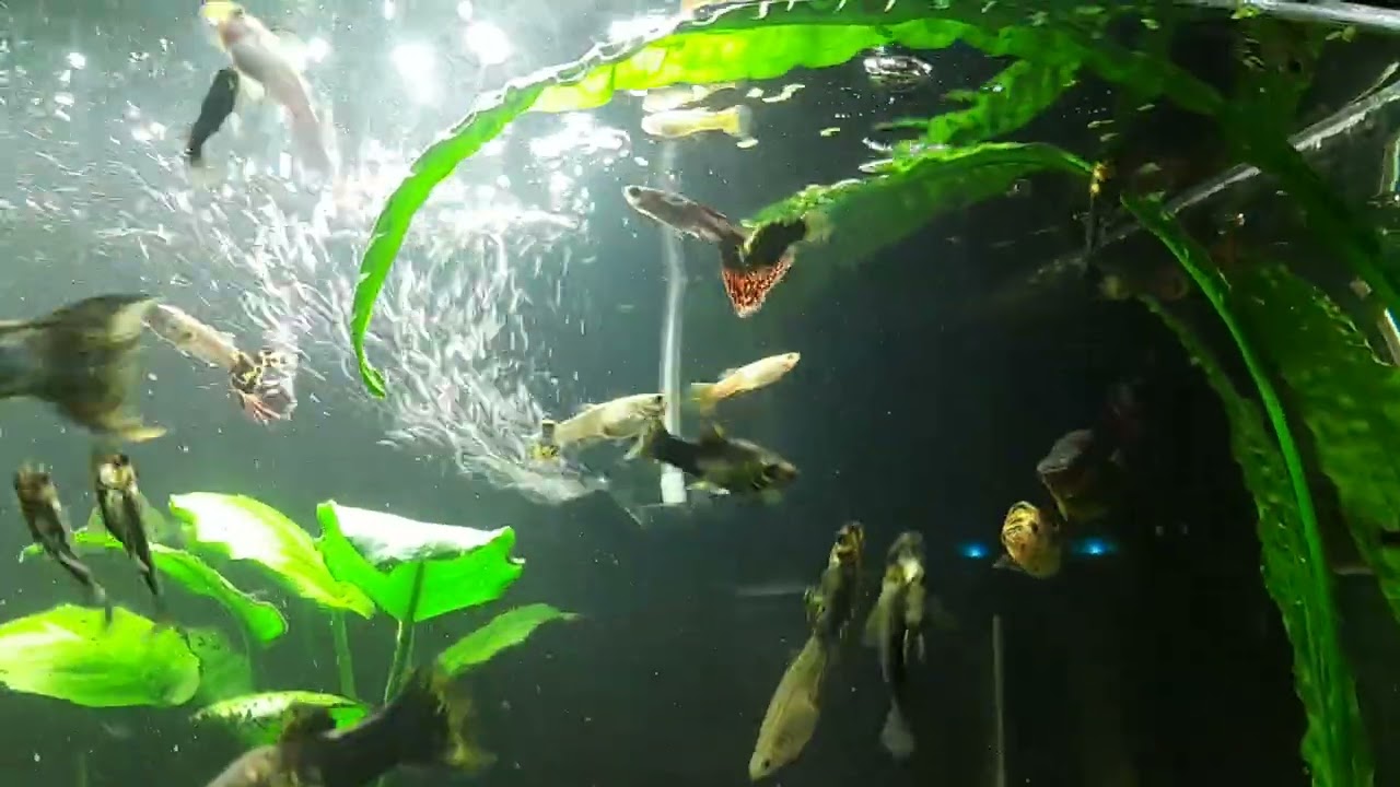 Przegląd i pogadanka o rybkach 🐠🫧🌿
