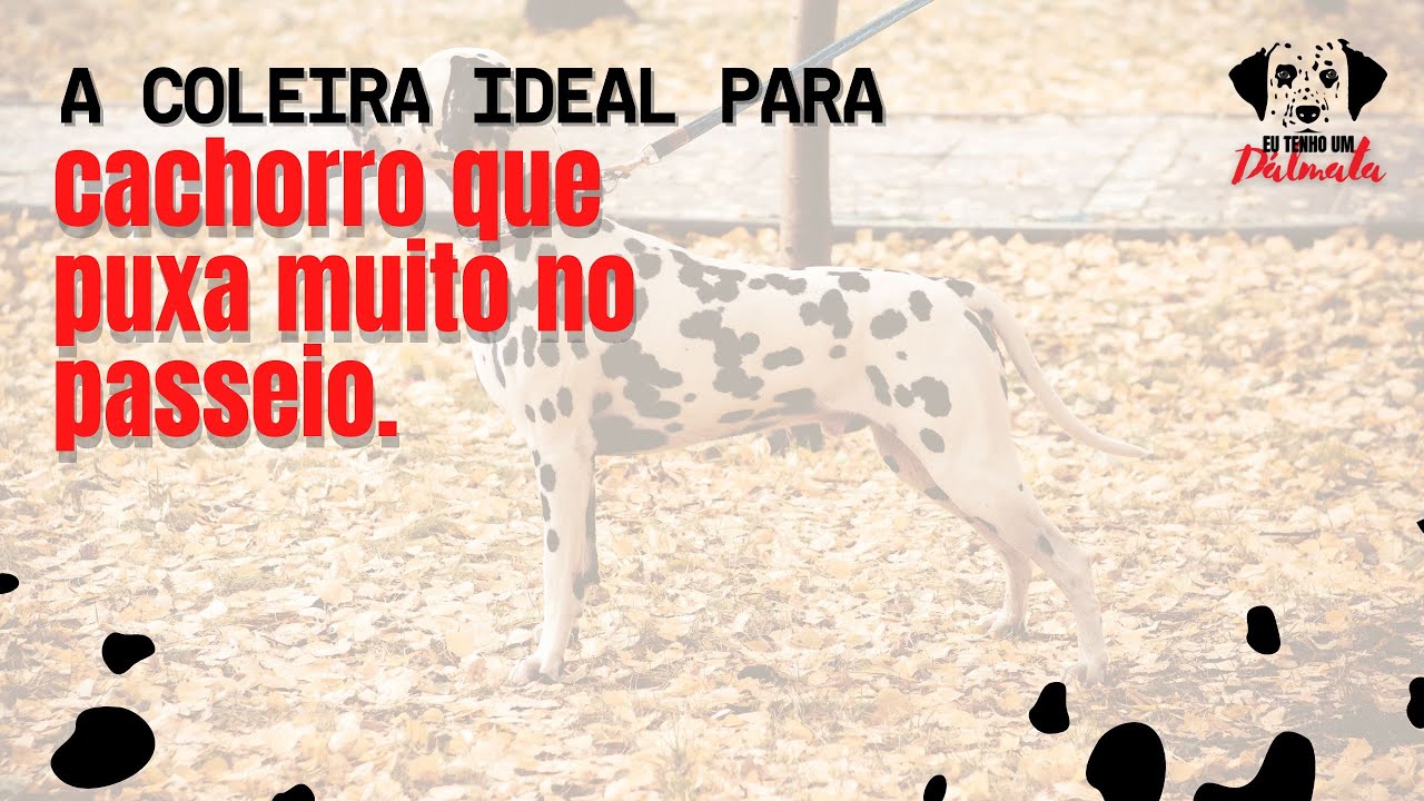 A coleira ideal para cachorro que puxa muito no passeio