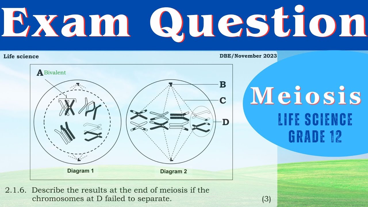Exam questions | Meiosis | Life science grade 12.