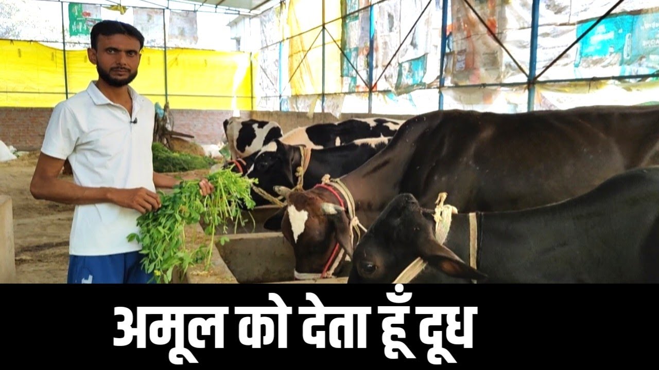 अमूल से मिलता है दूध का पैसा  | Dairy Farming in India