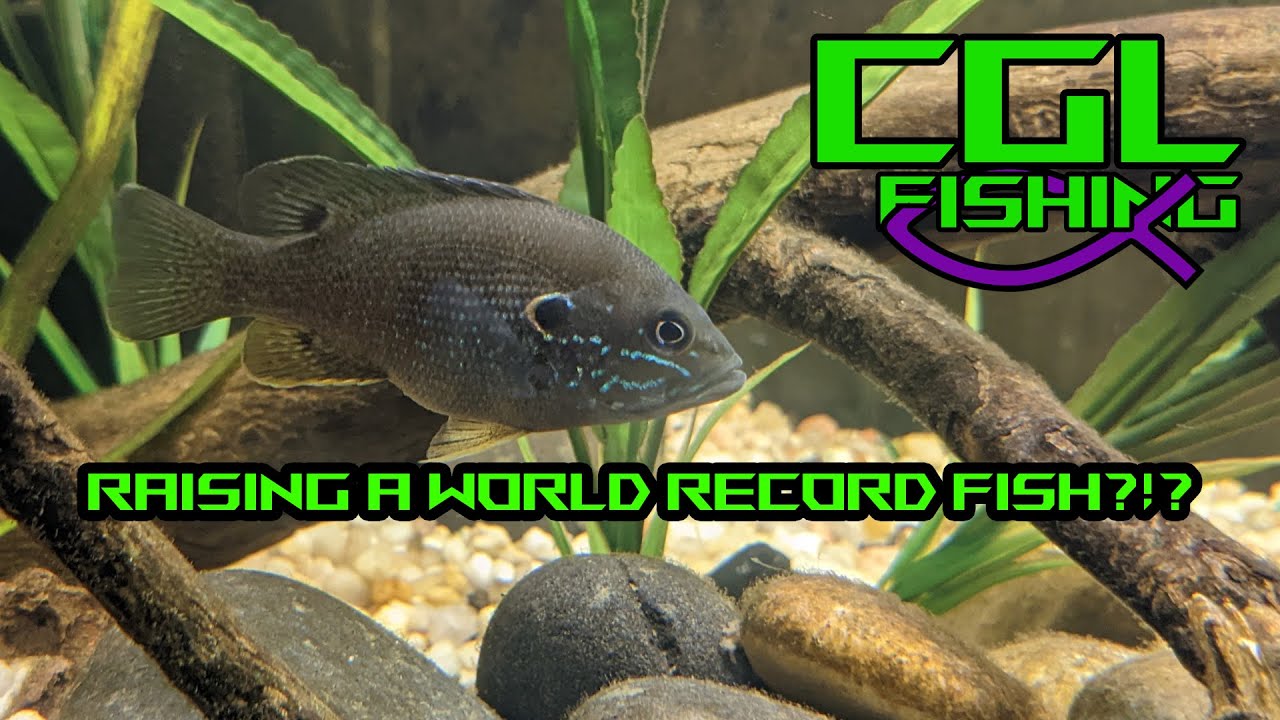 Growing the BIGGEST Green Sunfish EVER in My Aquarium! (Feeding by Hand!)