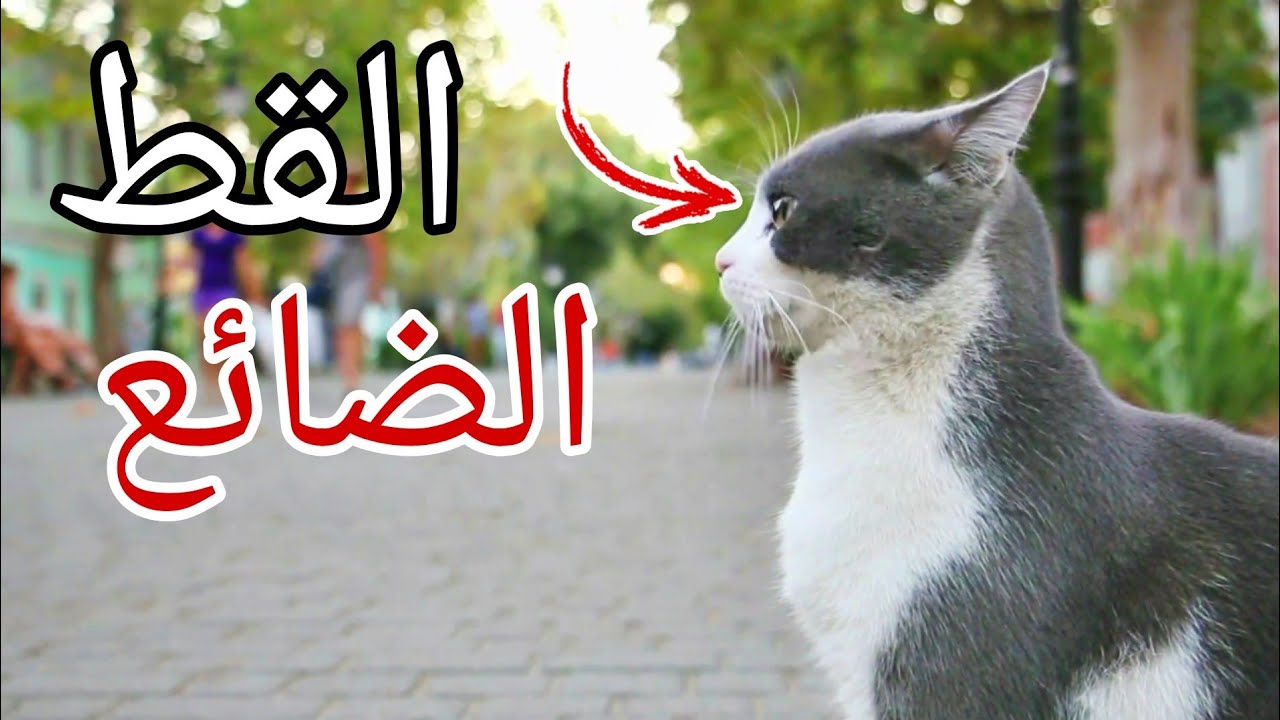 حكاية هادئة لقط ضائع