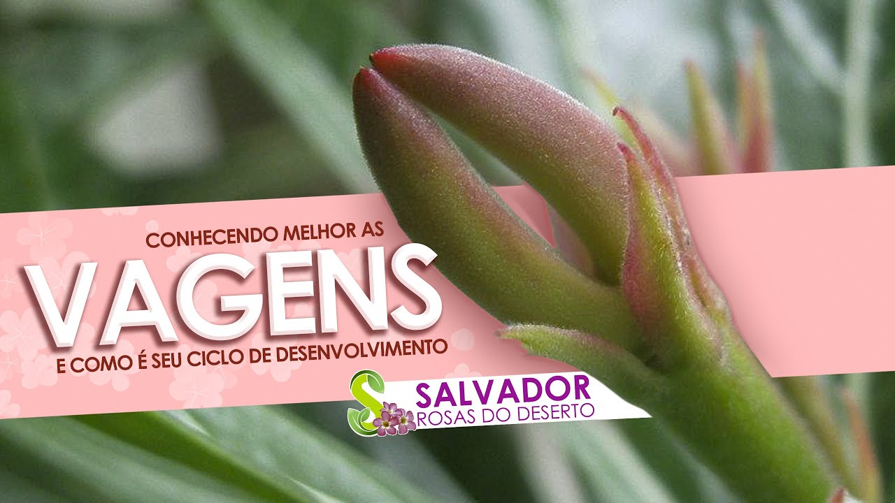 QUASE ENLOUQUEÇO COM O TEMPO NECESSÁRIO PRA COLHER A VAGEM E TER MINHAS SEMENTES DE ROSA DO DESERTO