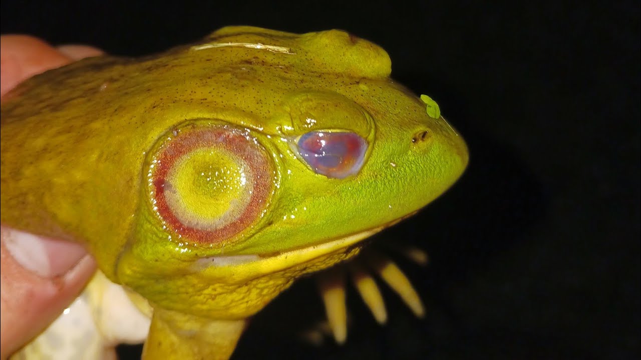 SlingShot Frog Hunt