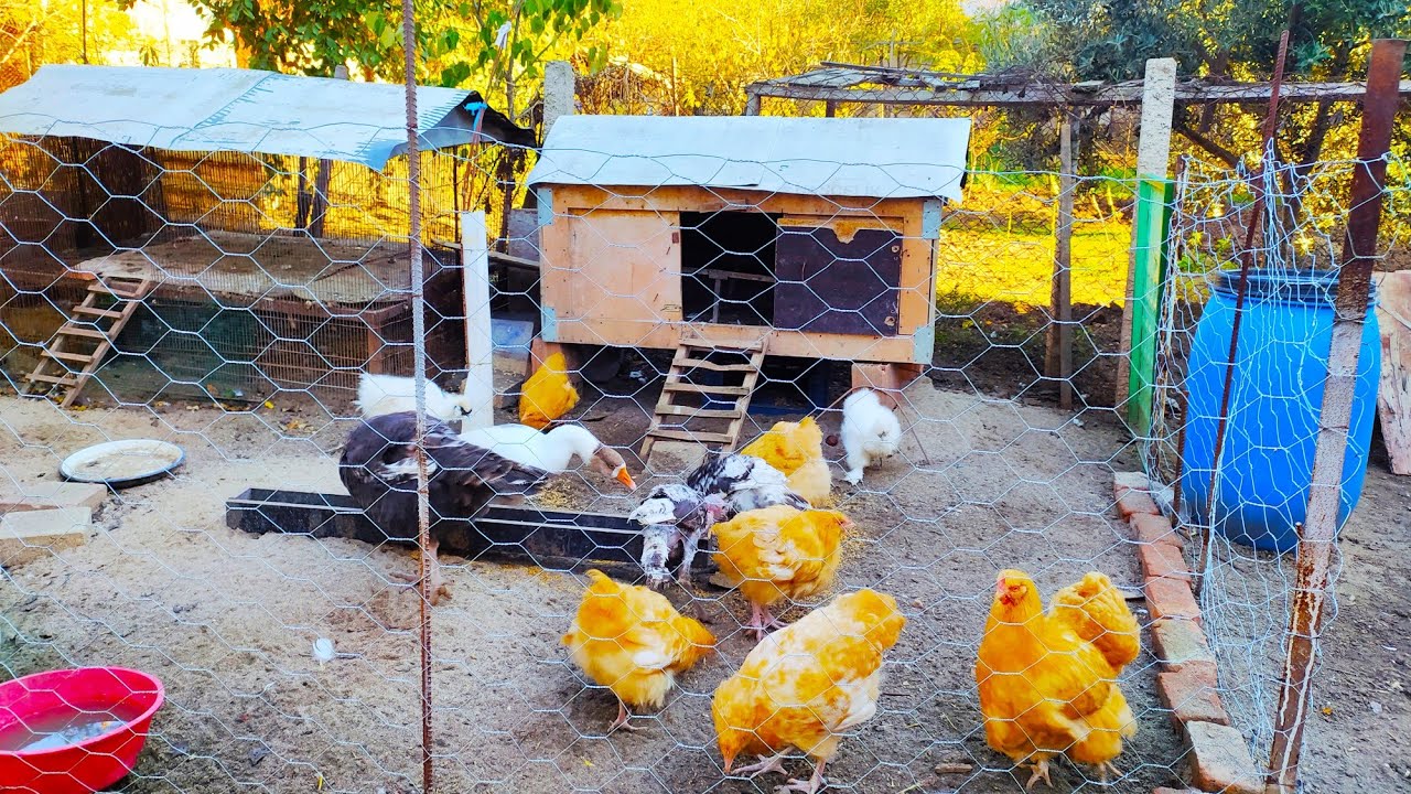 SANSARDAN TAVUKLARI NASIL KORURUZ?GELİNCİKTEN TAVUKLARIMIZI NASIL KORURUZ?SANSAR KAZ YERMİ?