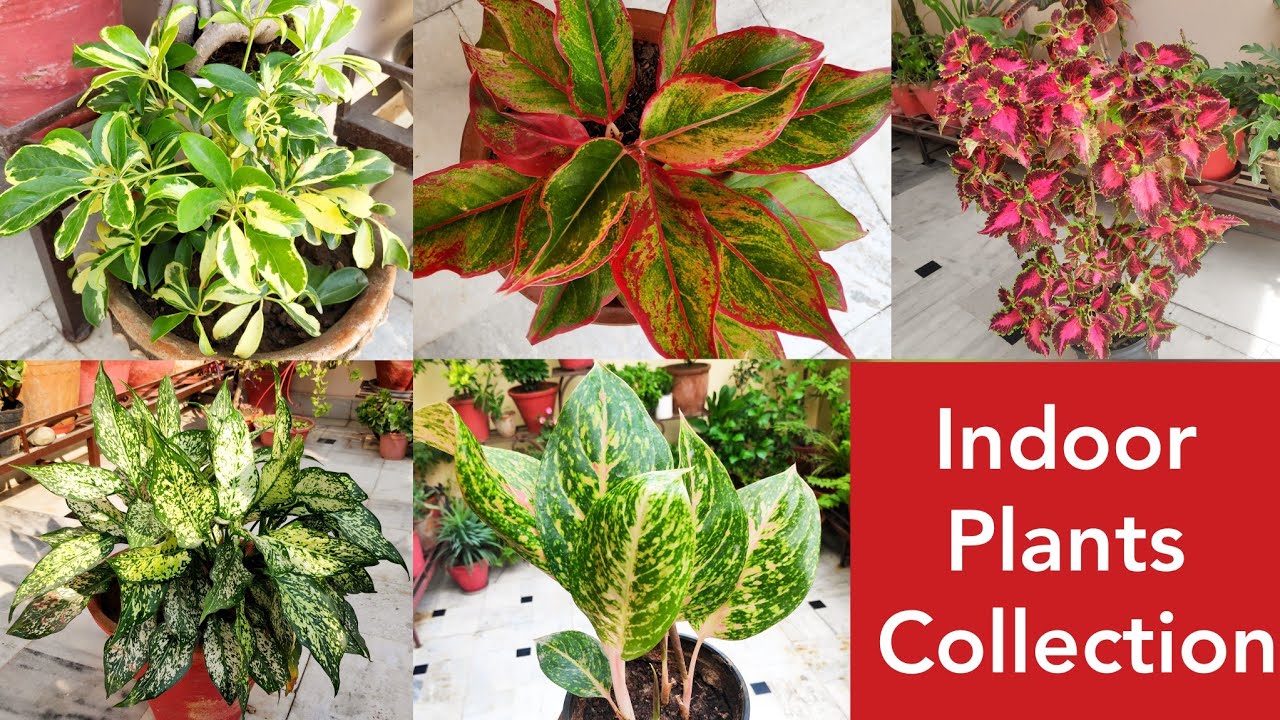 Collection of my indoor plants garden with names , shade loving plants overview