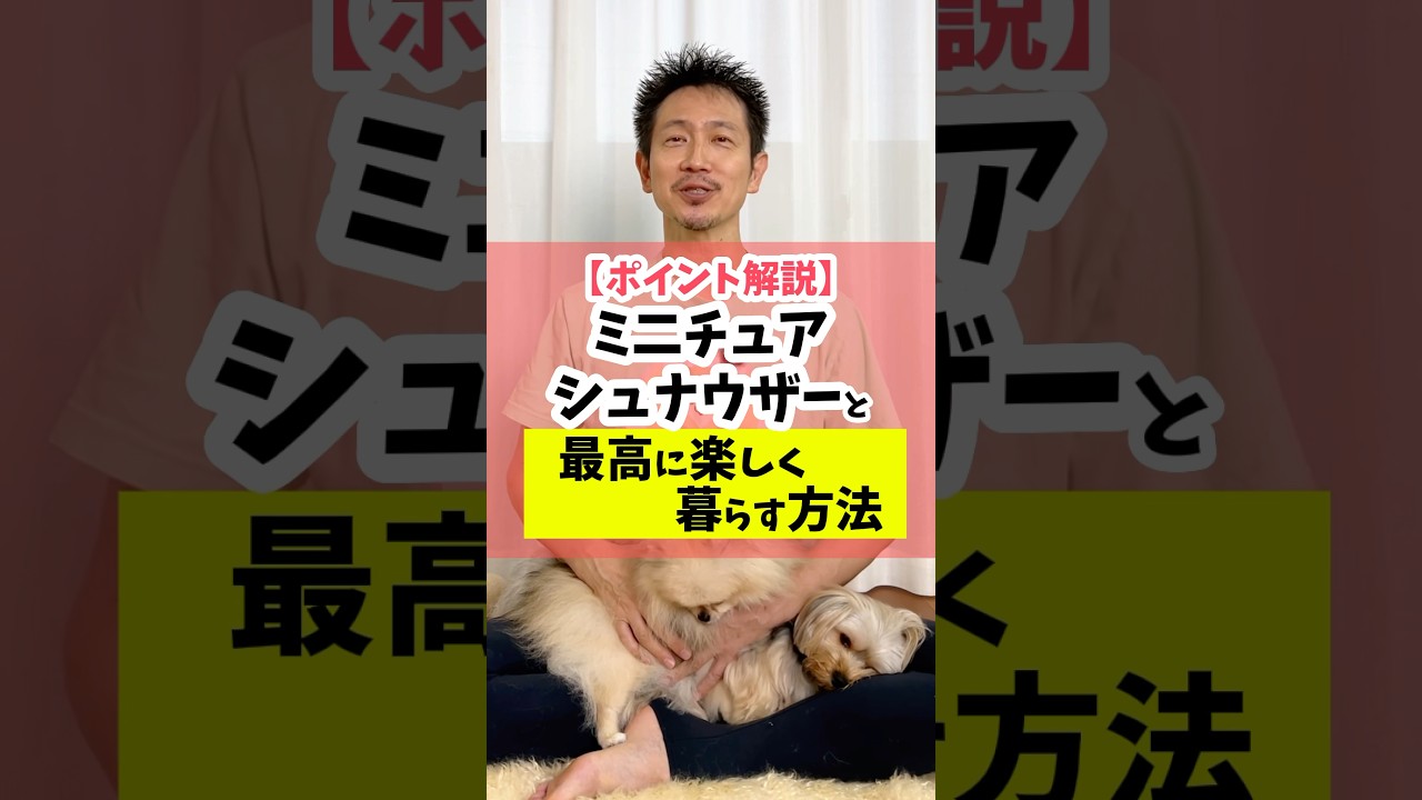 魅力がたくさん！ミニチュアシュナウザー#犬のいる暮らし #ミニチュアシュナウザー#dog