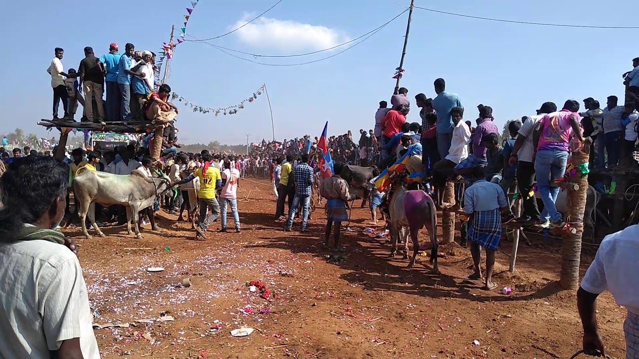 Enusonai jallikattu (13-02-2020)