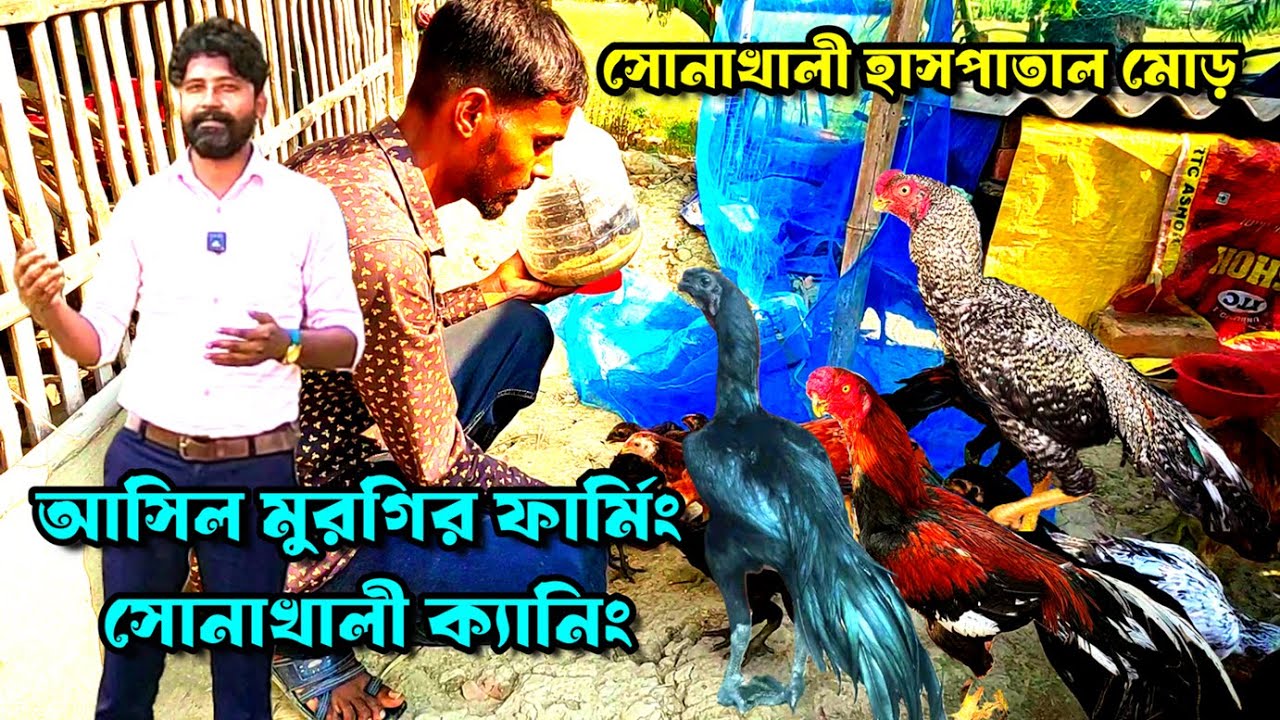 আসিল মুরগির ফার্মিং সোনাখালী ক্যানিং || Aseel Farming | Aseel Murgi Farm West Bengal | @Haatinformer