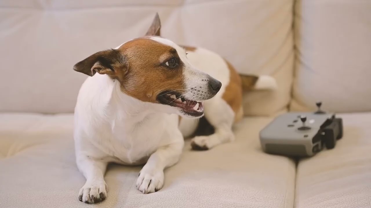 Soothing sleep music for puppies│Puppy Peace Sounds