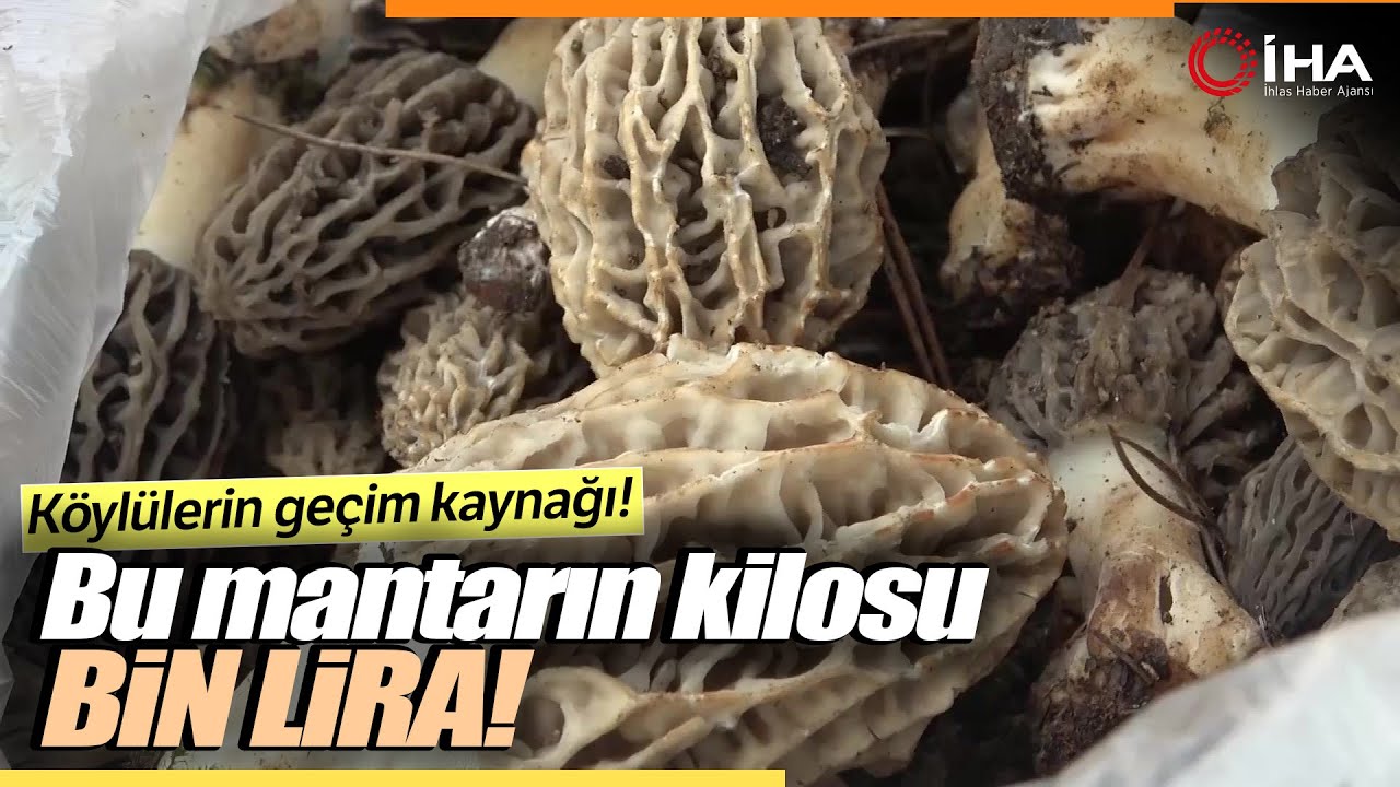 Muğla’da Kuzugöbeği Pazarda Kilosu Bin Liradan Satılıyor
