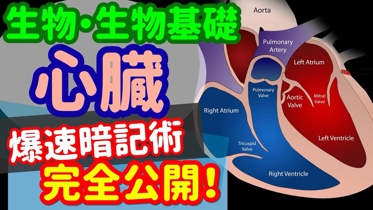 【生物基礎 40】代謝【心臓と心拍調節】を宇宙一わかりやすく