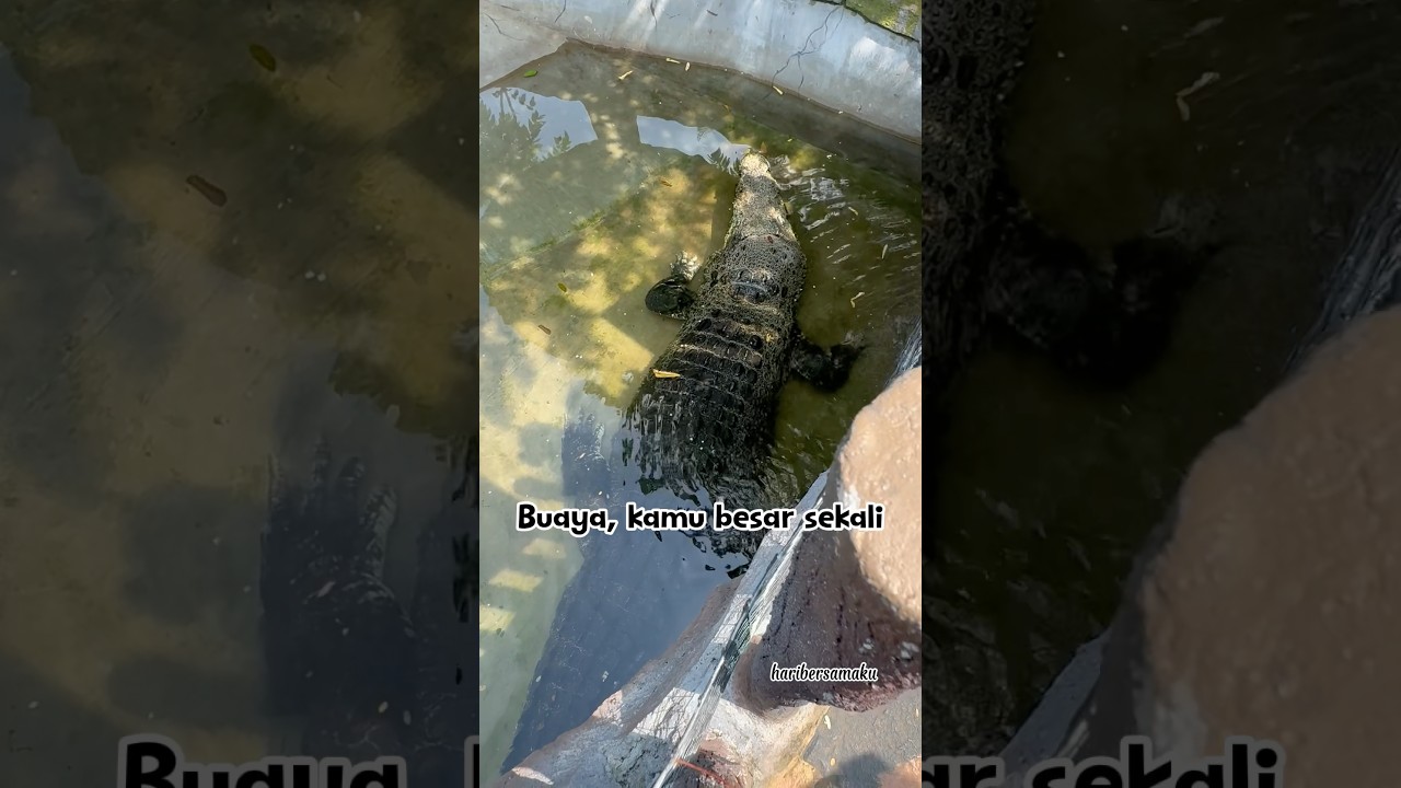 Buaya besar di Solo Safari #tamansafari #animals#buaya #aligators #crocodile