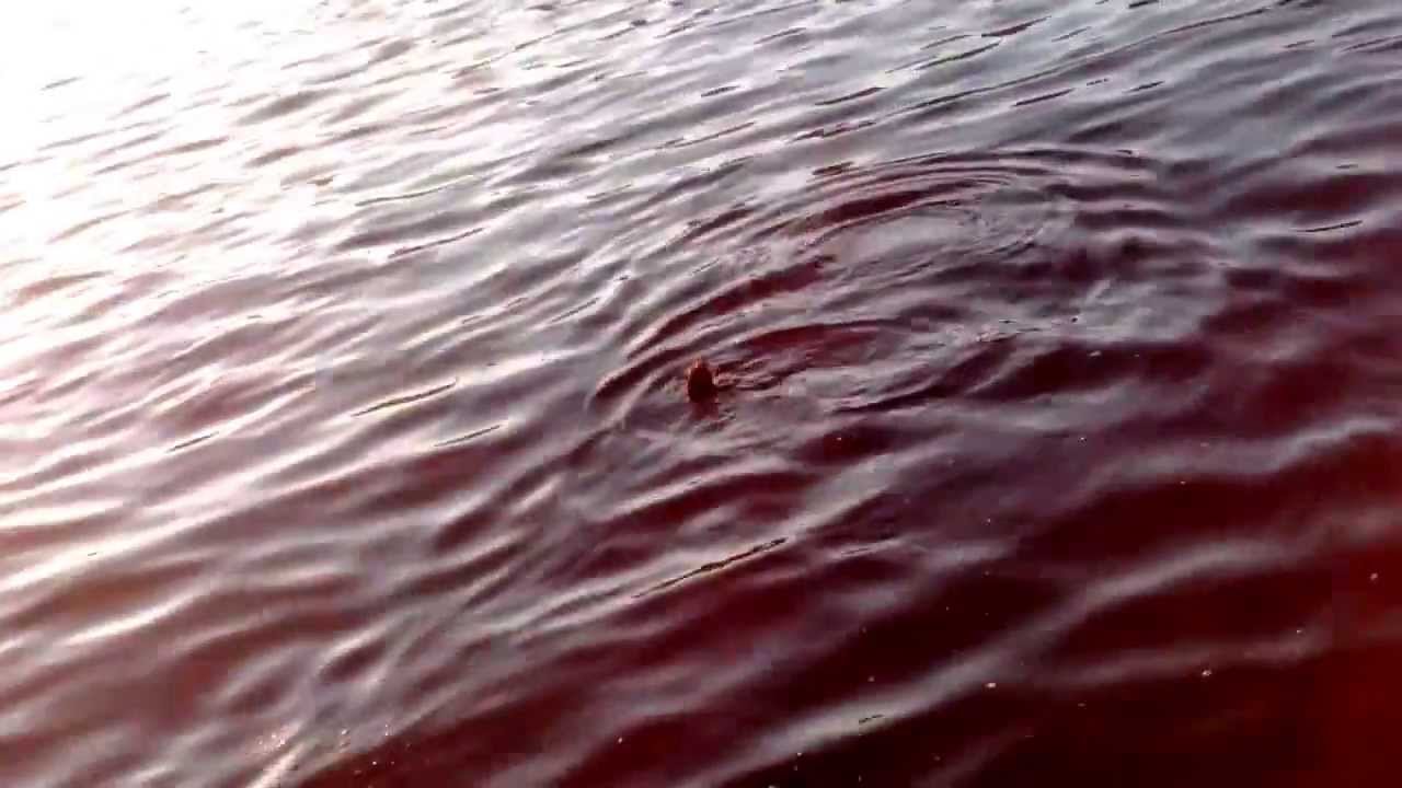 Baby otter eating crab on Stanley Park Seawall