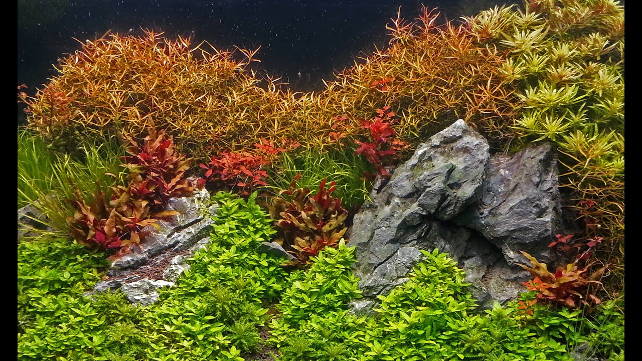 How to grow : Background stem plants in a planted tank