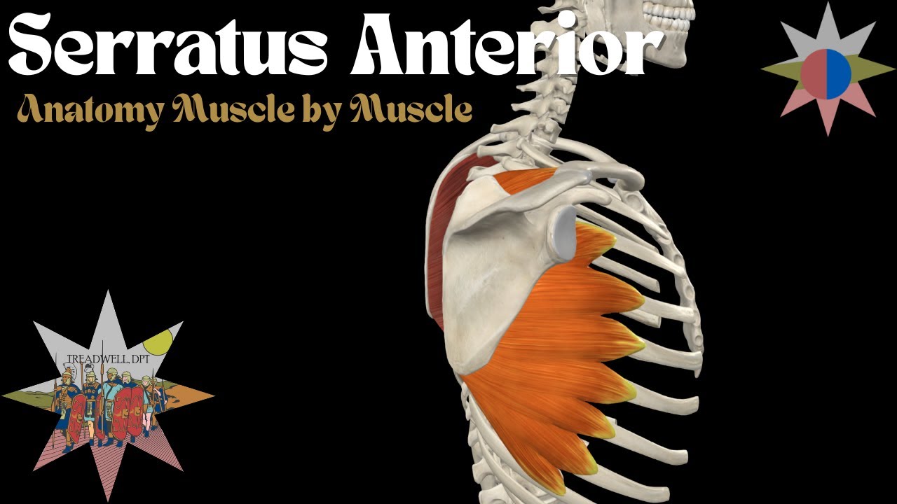 Serratus Anterior – Origin, Insertion, Function & Clinical Relevance | Anatomy Breakdown
