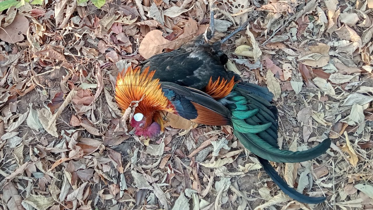 ต่อไก่ป่า(สบายดียามเช้าๆครับหมานๆ แล้วทุกคนเกือบไม่ได้ยิงแล้วปีนเสย)