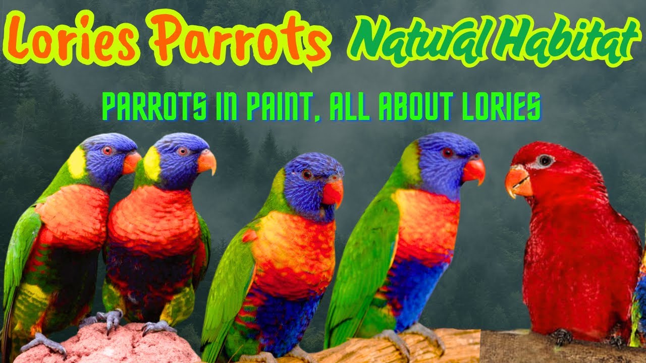 Lory Parrots Life & Care |  Lorikeet Biodiversity | Food, Care and Breeding