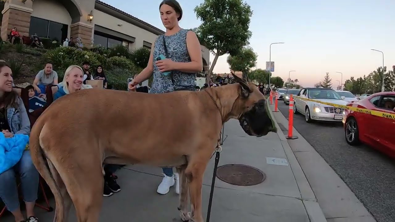 Cash 2.0 Great Dane 4th of July 2022 in Porter Ranch