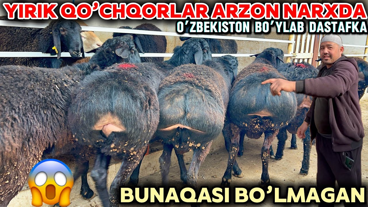 SAYFULLO AKA YIRIK QO’CHQORLAR NARXINI SINDIRDI SHOSHILING VELEKAN QO’CHQORLAR KELDI