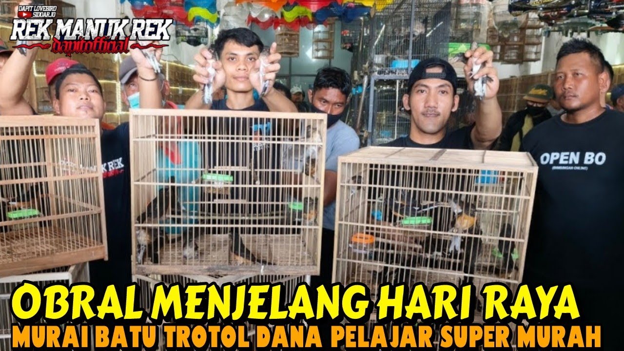 OBRAL MENJELANG HARI RAYA !!! MURAI BATU TROTOL DANA PELAJAR SUPER MURAH 