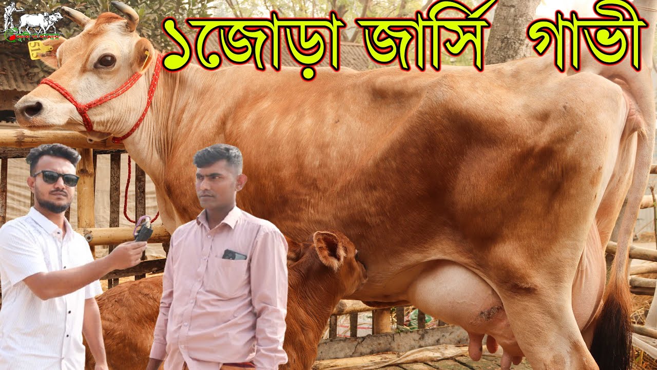 ১ জোড়া গাভী কিনলে সারাদেশে গাড়ী ভাড়া ফ্রী! জার্সির সেরা খামার। দামে কম মানে ভালো জার্সি গাভী।