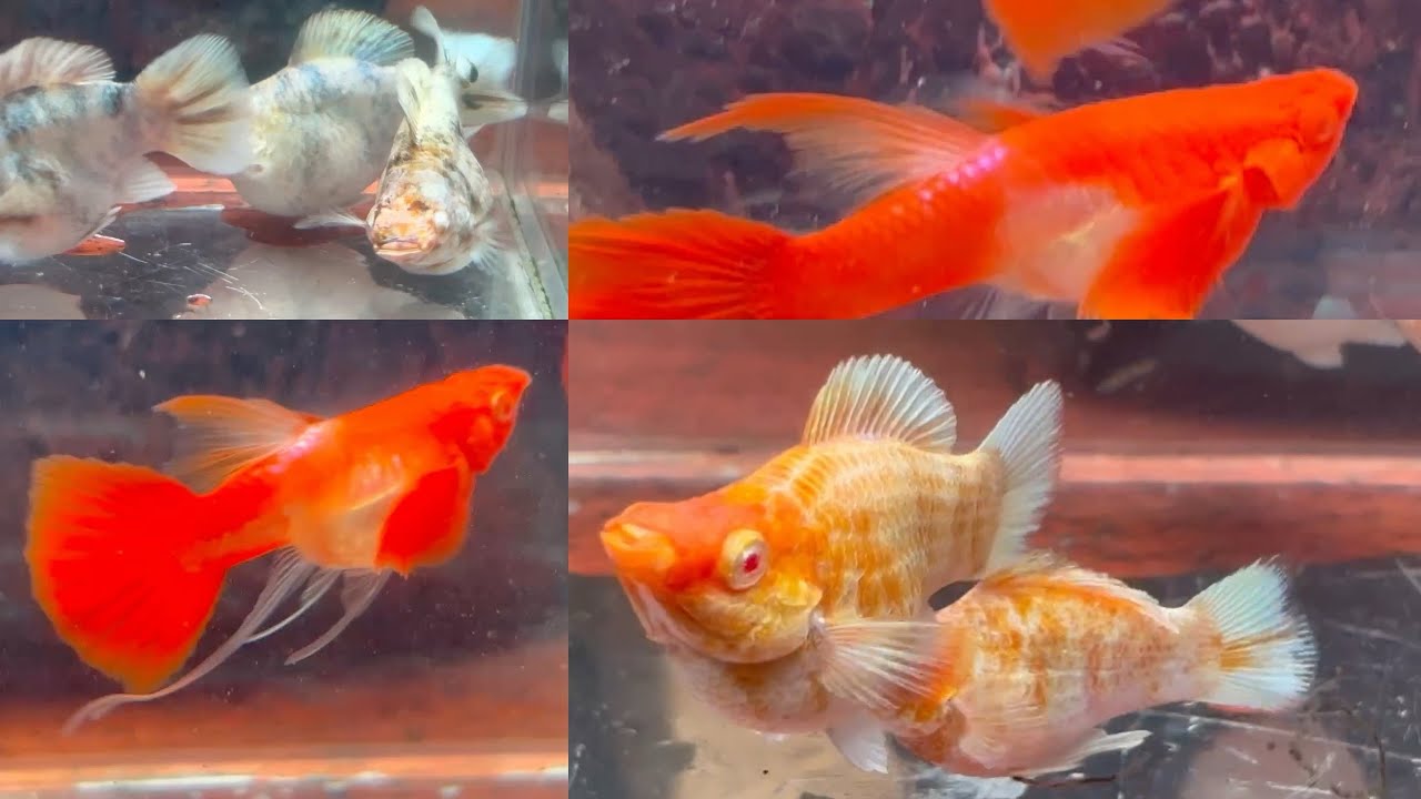TẶNG QUÀ CUỐI NĂM, LÊN 16 COMBO RED EAR VÀ MOLLY GIÁ TRỊ CAO CHUẨN GIỐNG
