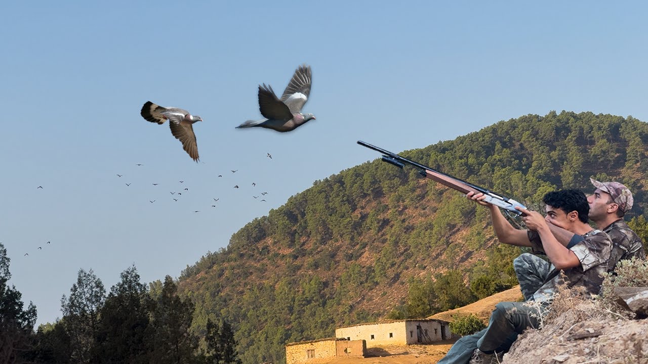 Ouverture de la Chasse au Pigeon ramiers -Palombe | Pigeons hunting 2025