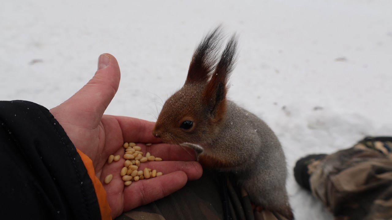 Белки утром. Зарисовка / Squirrels in the morning. The sketch