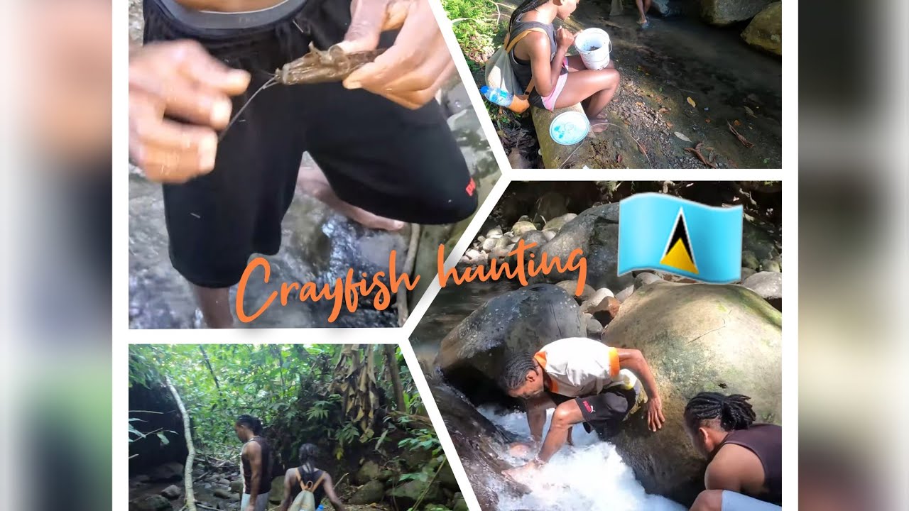 Crawfish Hunting St.Lucia 🇱🇨 st lucia🇱🇨