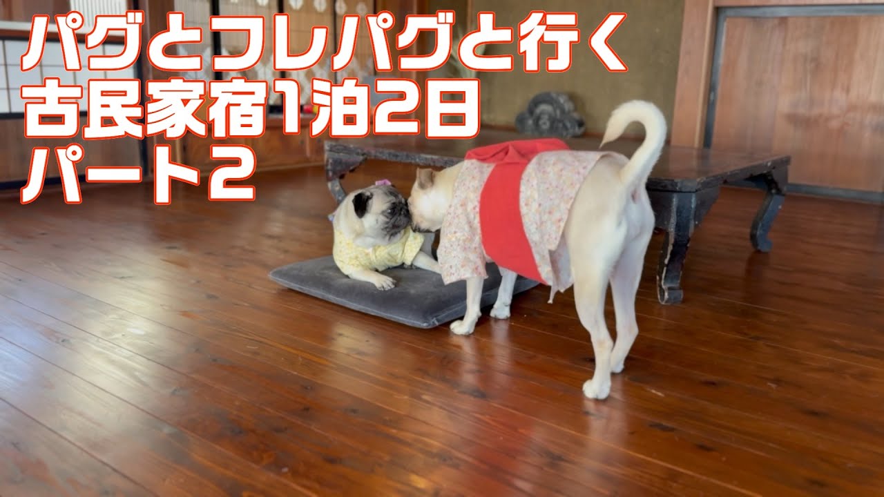 【パグとフレパグと行く古民家宿1泊2日パート2】パグとフレブル×パグの新生活