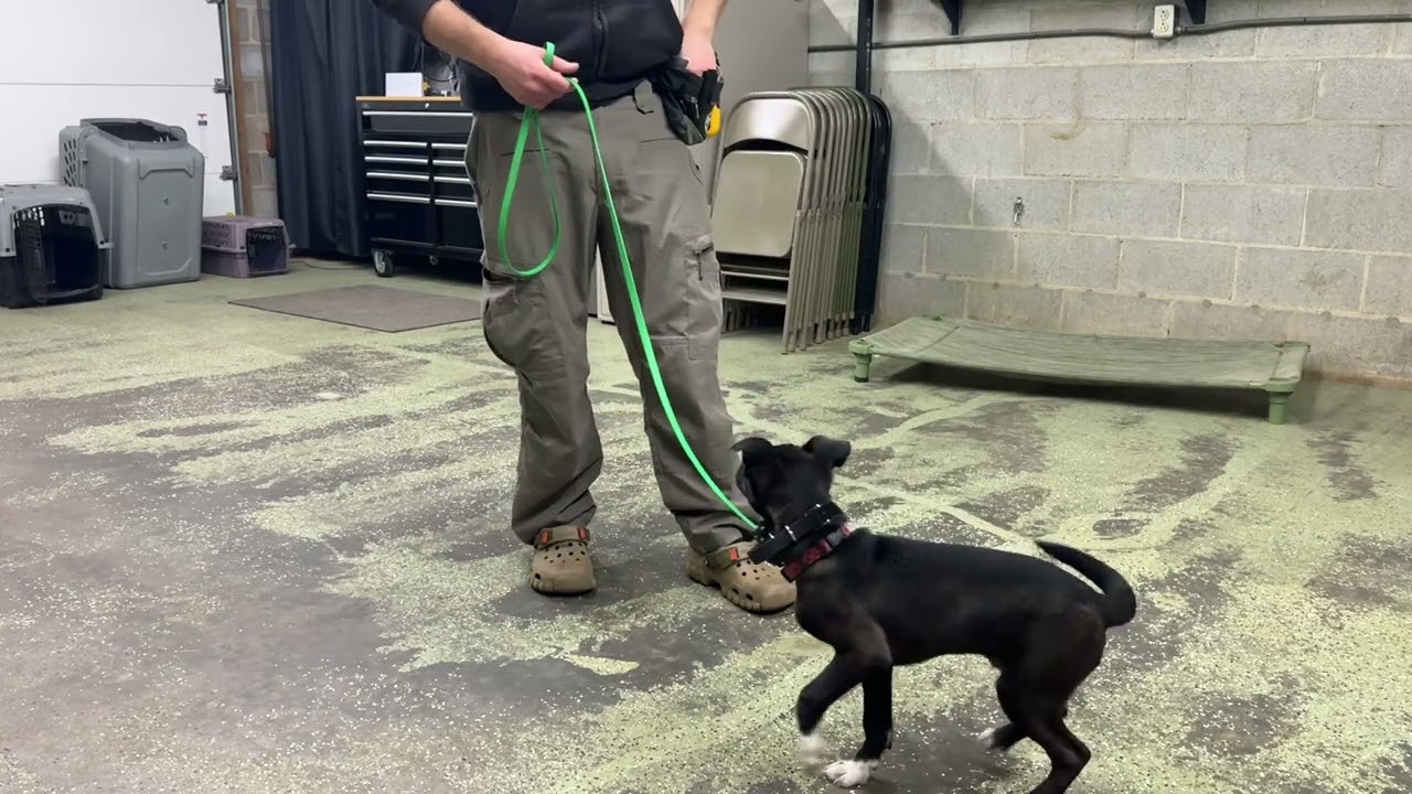 How to teach your puppy to stop jumping for food and affection - 15 week old puppy