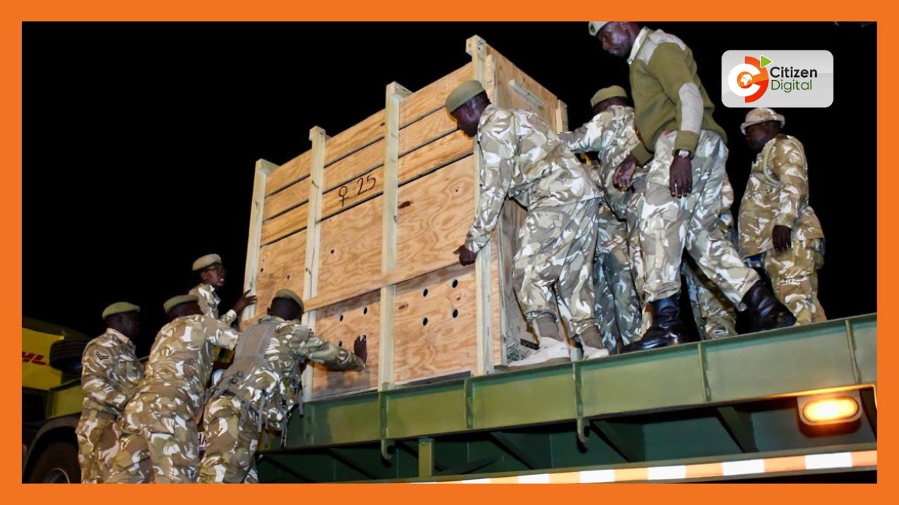 17 mountain bongos received at JKIA