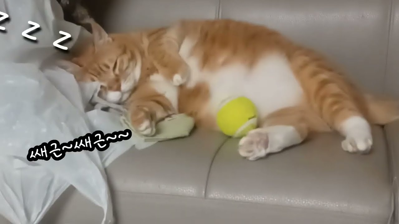 우울과 불면증에 이영상~ 도움됩니다^^